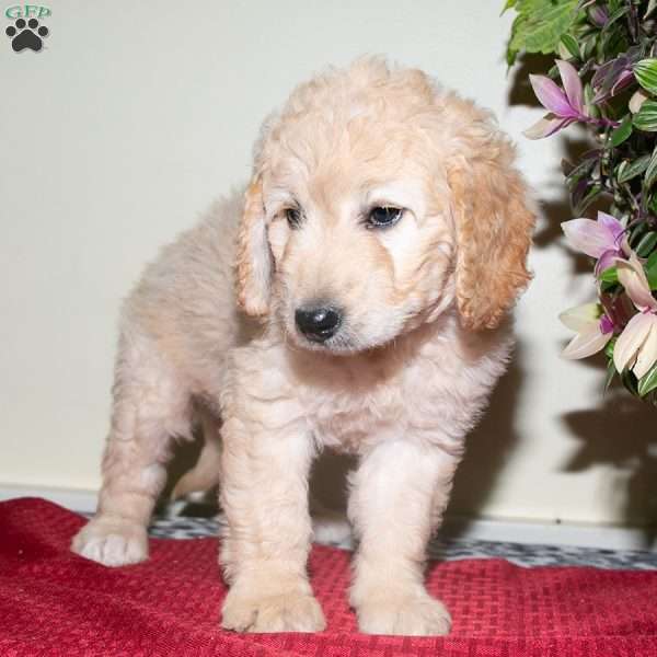 Fern, Mini Bernedoodle Puppy